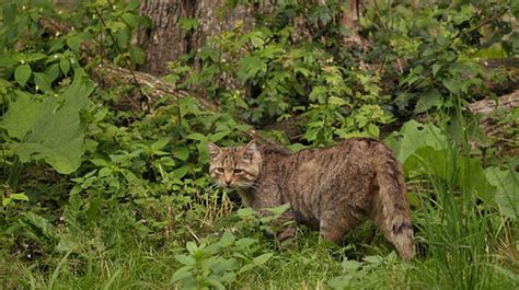 Seltene Wildkatze In Der Waadt Nach Langer Pflege Freigelassen