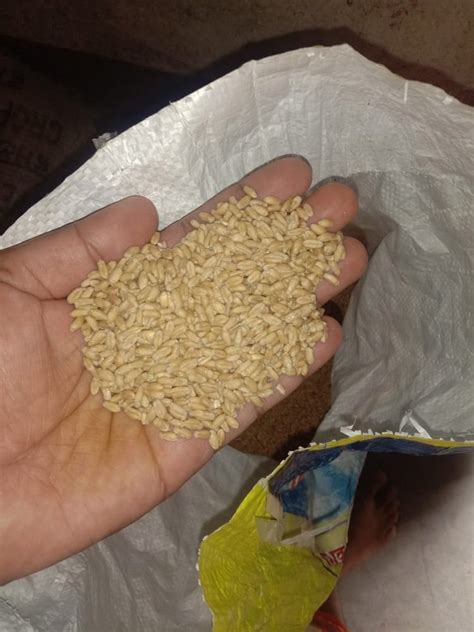 Golden Kg Food Wheat Grains At Rs Metric Ton In Bhabua Id