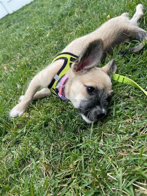 Rescue Said I Was A Chihuahua/Beagle mix. They're liars, and I belong