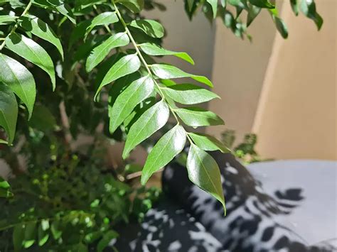 How To Grow Curry Leaves At Home