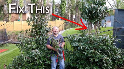 How To Prune Leggy Plants YouTube