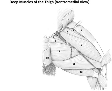 Deep Muscles Of The Thigh Ventromedial View Diagram Quizlet