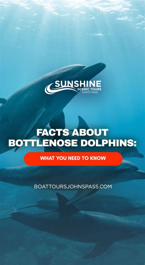 Facts About Bottlenose Dolphins What You Need To Know Bottlenose