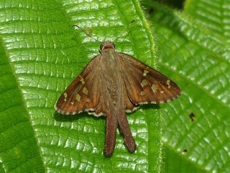 Saltarina De Cola Larga Mariposas Del Estado De Tabasco INaturalist