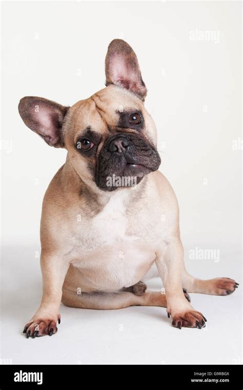 French Bulldog Male Dog Adult Stock Photo Alamy