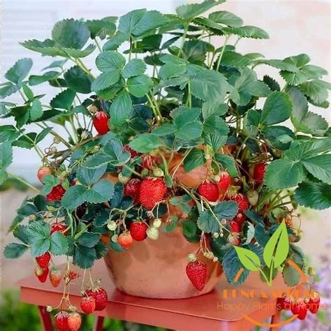 Jual Tanaman Bibit Buah STRAWBERRY SUDAH BERBUAH Merlan Mencer