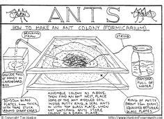 85 Best Ant Farm ideas | ant farms, ants, formicarium