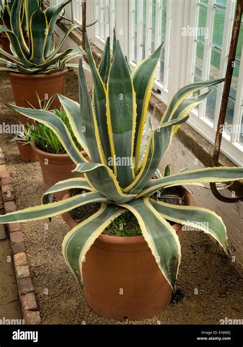 Agave Americana Variegata Century Succulent Plant Stock Photo 79701850