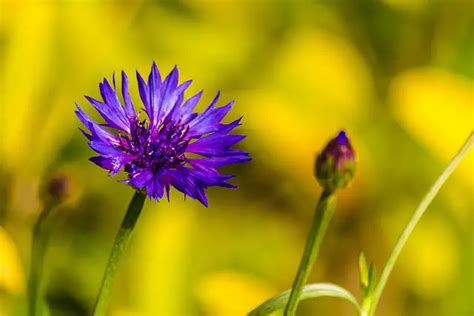 Cornflower Centaurea Meaning Symbolism And Uses A To Z Flowers