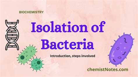 Isolation Of Bacteria Easy Procedure Chemistry Notes