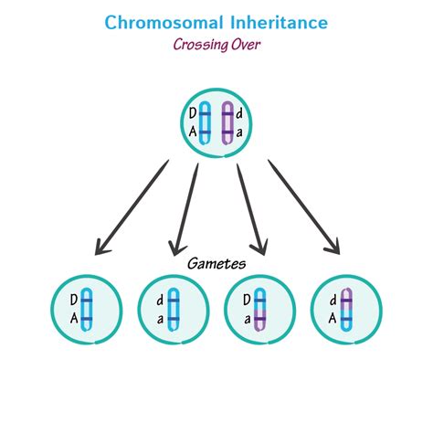 Cell Biology Glossary Chromosomal Inheritance Ditki Medical