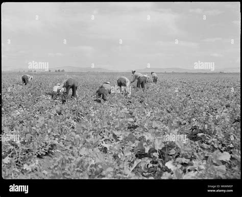 Tule Lake Relocation Center, Newell, California. Harvesting turnips ...