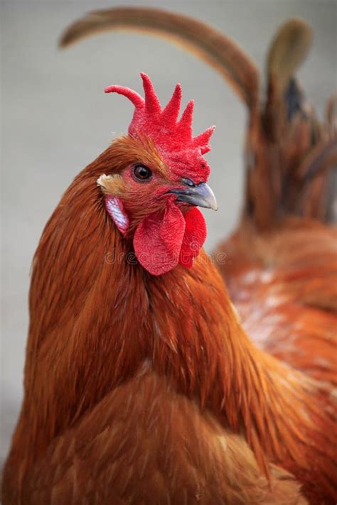 Domesticus Galo gallus Novos Do Gallus Na Calha De Alimentação Foto de