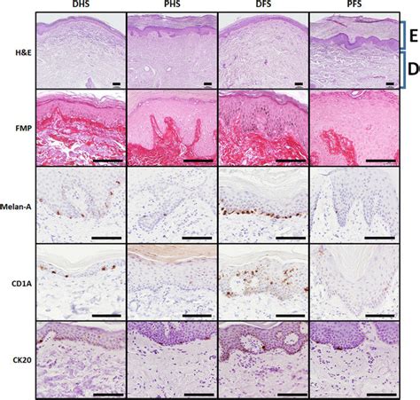 Histological Histochemical And Immunohistochemical Analysis Of