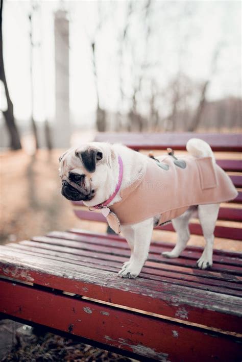 Cute Puppy Pug Dog Standing On A Park Bench Outdoors Stock Photo