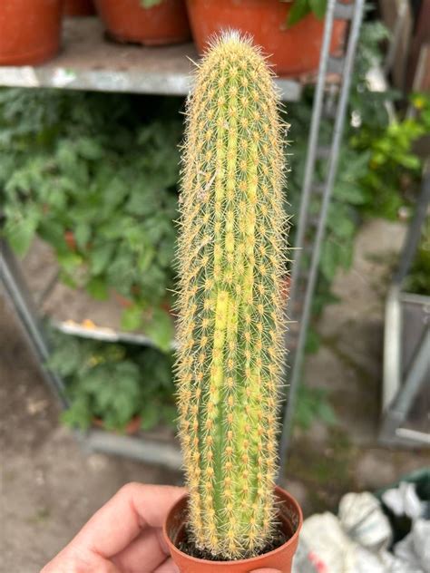 Vatricania guentheri 'Variegata' | Cactuses \ vatricania | Kaktusy ...