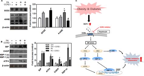 Hepatic Inflammatory And Er Stress Responses In Aml12 Cells Western