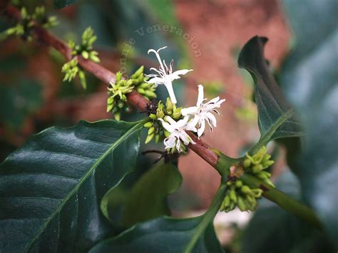 The first flowers of our coffee tree