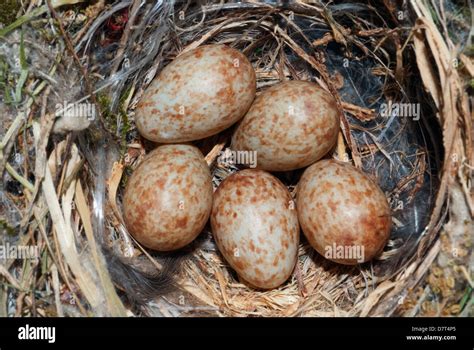 Spotted Flycatcher S Nest With Five Eggs Close Up Stock Photo Alamy