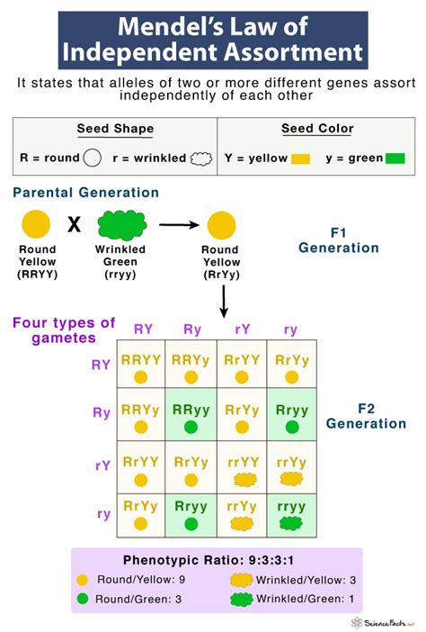 Genes Traits And Mendel S Law Of Segregation Off