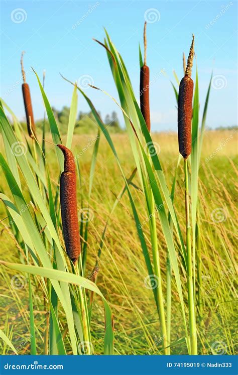 Plantas Do Junco No P Ntano Imagem De Stock Imagem De Ambiente