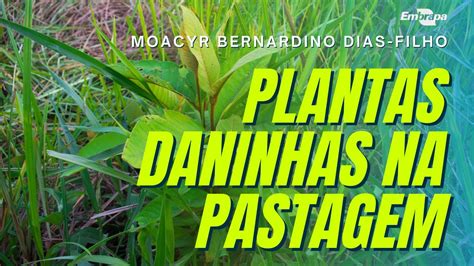 Plantas Daninhas Na Pastagem Youtube