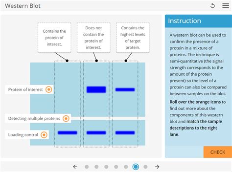 Learnsci Labsim Western Blot