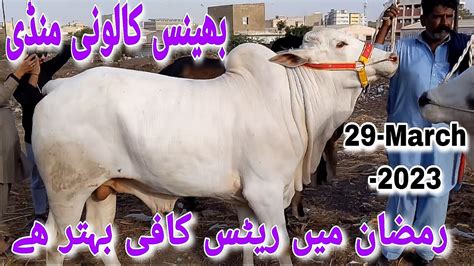 Bhains Colony Cow Mandi Latest Rates Update In Ramzan 29 March 2023