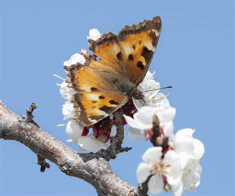 California Tortoiseshell Nymphalis Californica Oregon Natural