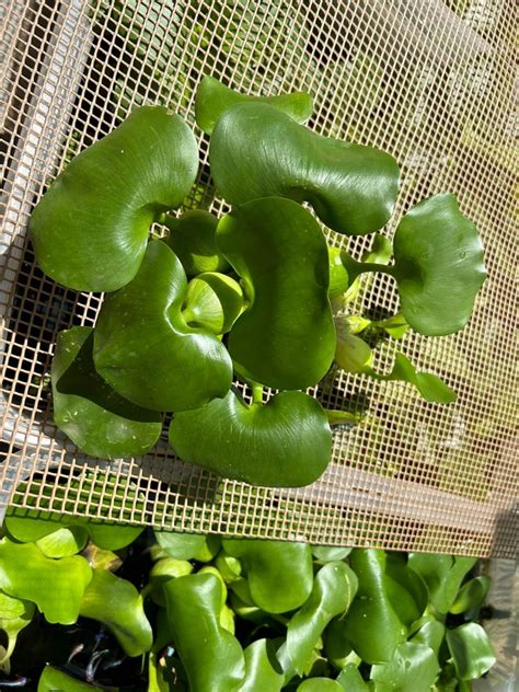 Dwarf Water Lettuce Aka Pistia Stratiotes Floating Water Fish Plant