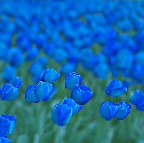 синий тюльпан - Pesquisa Google | Blue tulips, Amazing flowers, Blue garden