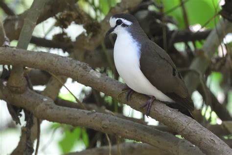 Tambourine Dove Holmen Birding Safaris