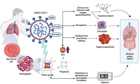 The Role Of Iron And Ferritin In Pathophysiology And As A Laboratory