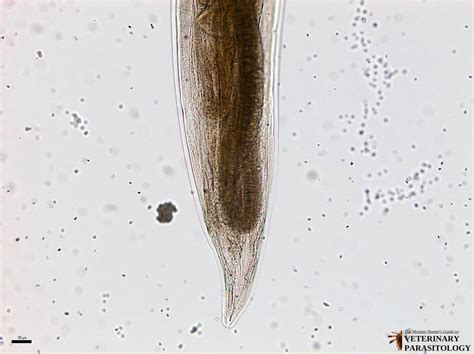 Uncinaria Sp Roundworms Monster Hunters Guide To Veterinary Parasitology