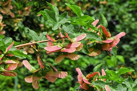 How to Grow Samara Trees