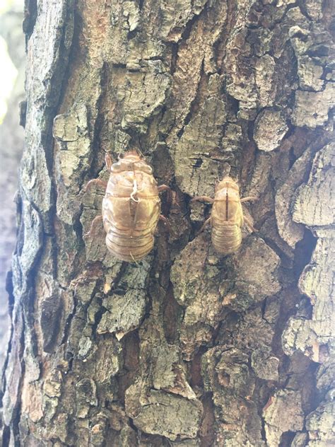 Little Size Comparison Of Annual And Periodical Cicadas Rentomology