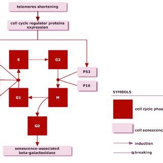 Relation between selected markers of cellular senescence | Download Scientific Diagram