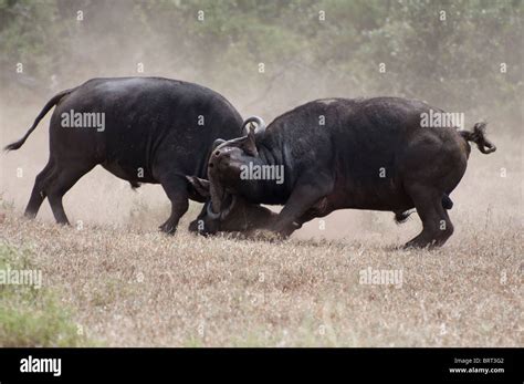 Buffalo Fighting High Resolution Stock Photography and Images - Alamy