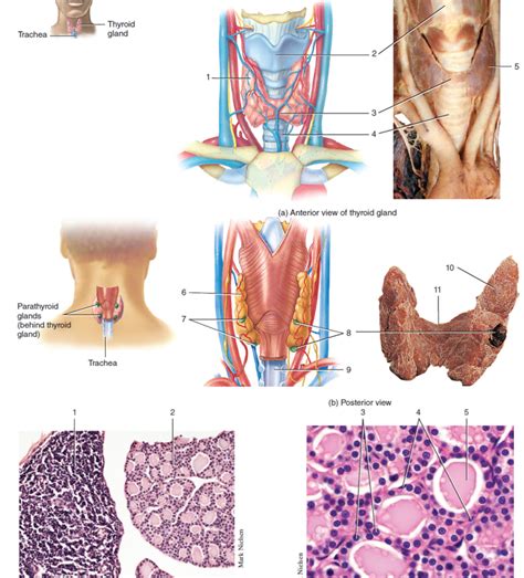 Thyroid And Parathyroid Glands Diagram Quizlet