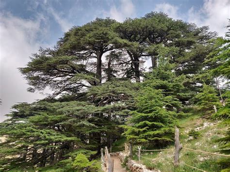 Cedars Of God | My Lebanon Guide