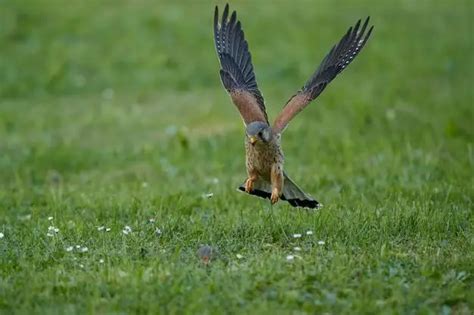 What are the smallest birds of prey? - Birdful