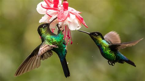 Nature - Preview of The Hummingbird Effect - Twin Cities PBS