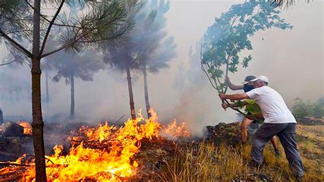 Incendios Forestales Causas Prevención Catástrofes Cinco Noticias