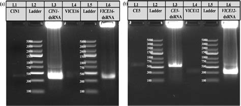 Confirmation Of Dsrna Synthesis A Agarose Gel Electrophoresis Shows