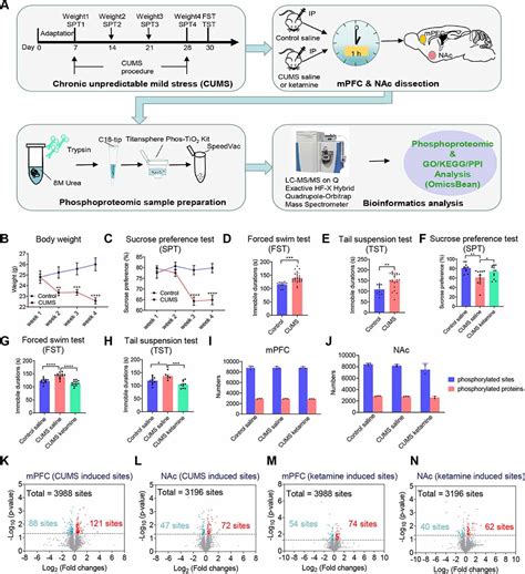 Frontiers A Brain Signaling Framework For Stress Induced Depression