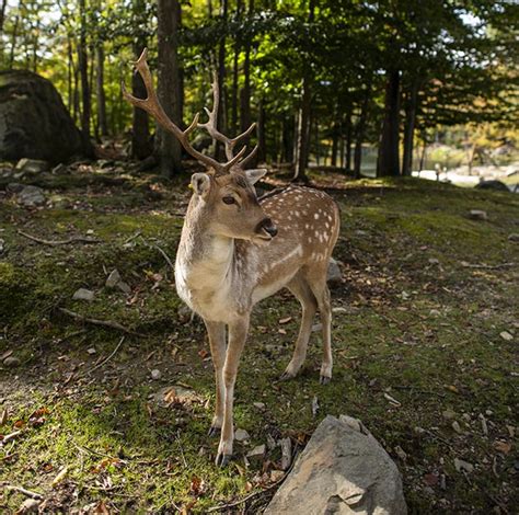 Visiter Le Parc Oméga Et Dormir Avec Les Loups Imagine Canada