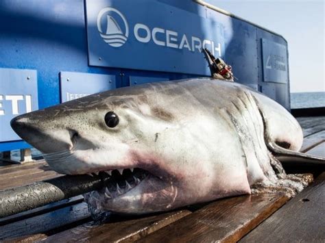 Great White Shark Spotted Off Coast Of Long Island Ocearch Westhampton Ny Patch