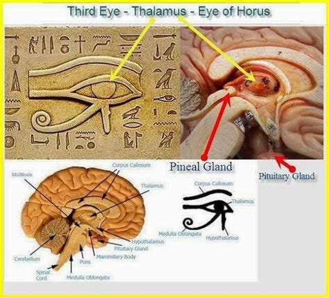 El Ojo De Horus Y La Gl Ndula Pineal