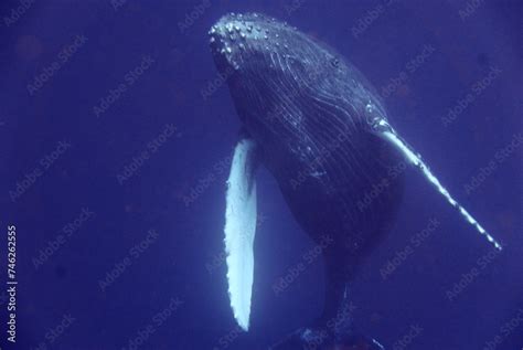 Whale Watching In Okinawa Japan From January To March The Ocean