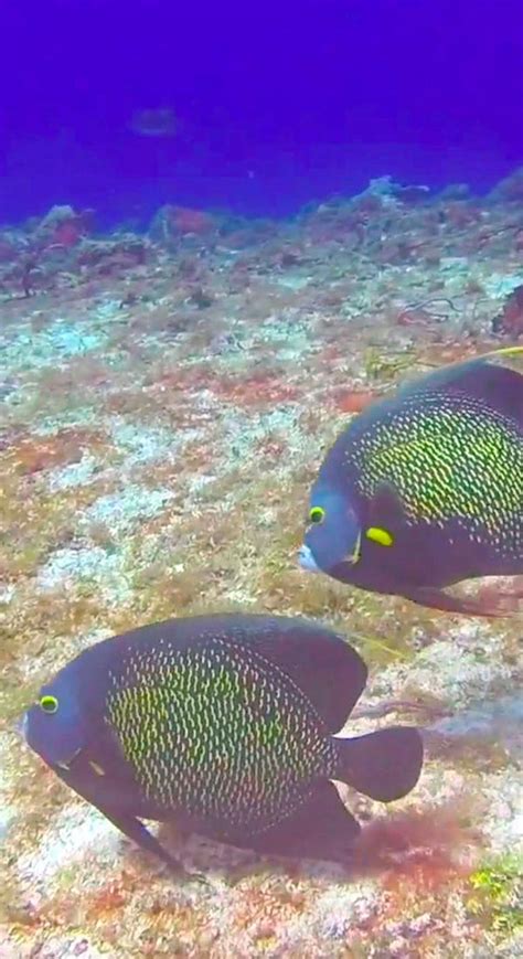 Poisson Ange Français Juvénile Juvenile French Angelfish